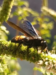 Scolia hirta