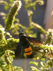 Scolia hirta