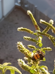 Scolia hirta