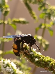 Scolia hirta