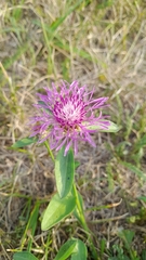 Centaurea oxylepis