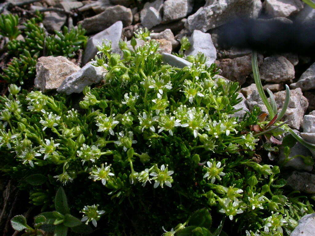 Moehringia concarenae