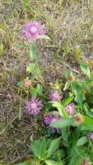 Centaurea oxylepis