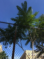 Ailanthus altissima