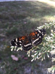 Anthanassa texana seminole