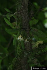Masdevallia constricta