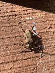 Lagocheirus obsoletus