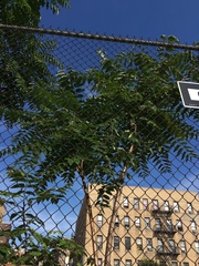 Ailanthus altissima