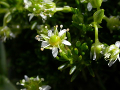 Moehringia concarenae
