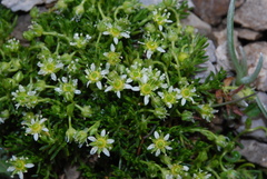 Moehringia concarenae