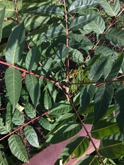 Ailanthus altissima