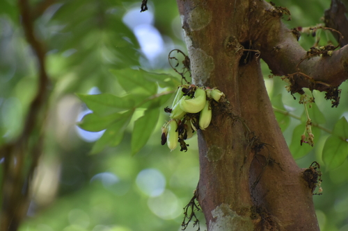Averrhoa bilimbi