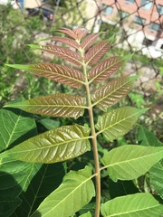 Ailanthus altissima