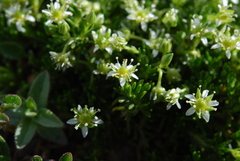 Moehringia concarenae