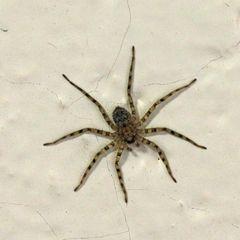 Selenops debilis