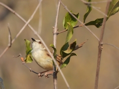 Prinia subflava affinis