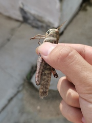 Locusta