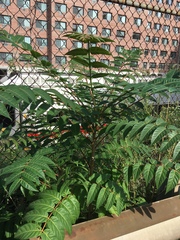 Ailanthus altissima