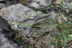 Moehringia lebrunii