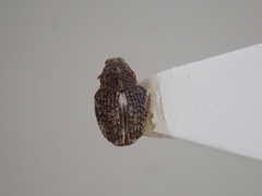 Rhinoncus pericarpius