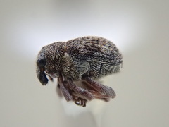 Rhinoncus pericarpius