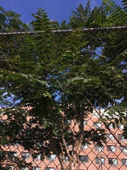 Ailanthus altissima