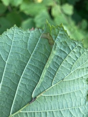 Argyresthia goedartella