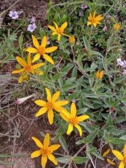 Perymenium buphthalmoides