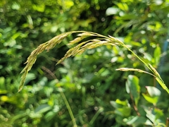 Graphephorum melicoides