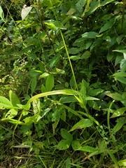 Graphephorum melicoides