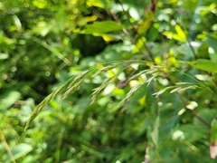 Graphephorum melicoides