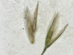 Graphephorum melicoides