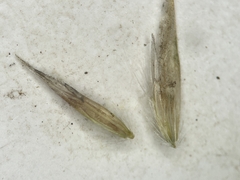 Graphephorum melicoides