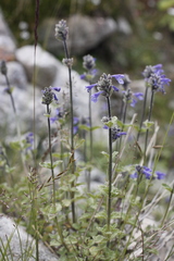 Nepeta supina