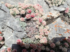 Eriogonum holmgrenii