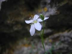 Moehringia lebrunii