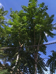 Ailanthus altissima