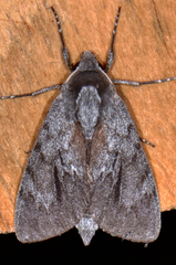 Lapara coniferarum