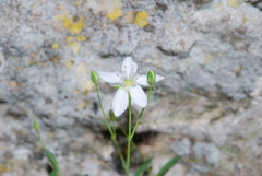 Moehringia lebrunii