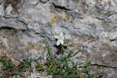 Moehringia lebrunii