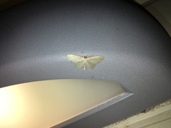 Idaea sylvestraria