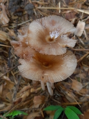 Bolbitius coprophilus