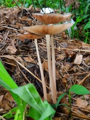 Bolbitius coprophilus