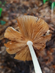 Bolbitius coprophilus