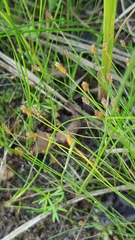 Eleocharis nitida