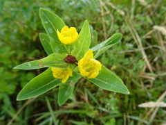 Hypericum foliosum