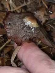 Bolbitius coprophilus