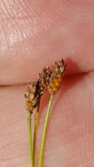 Eleocharis nitida