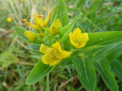 Hypericum foliosum