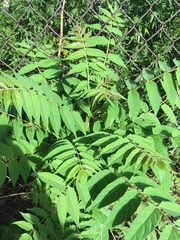 Ailanthus altissima